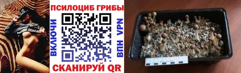 Галлюциногенные грибы GOLDEN TEACHER  Иланский 
